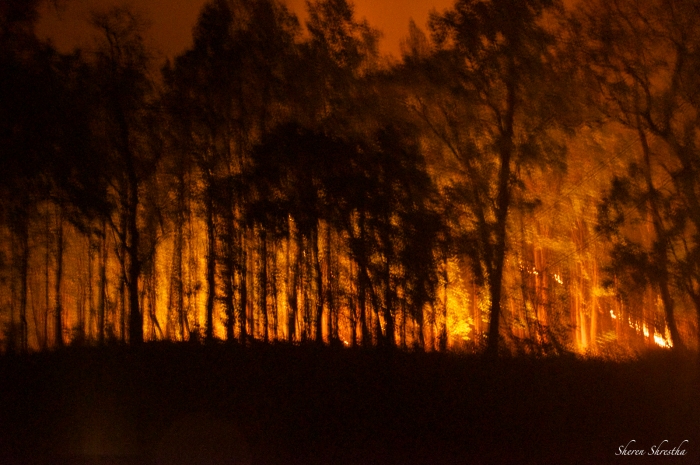 Forest fire copy